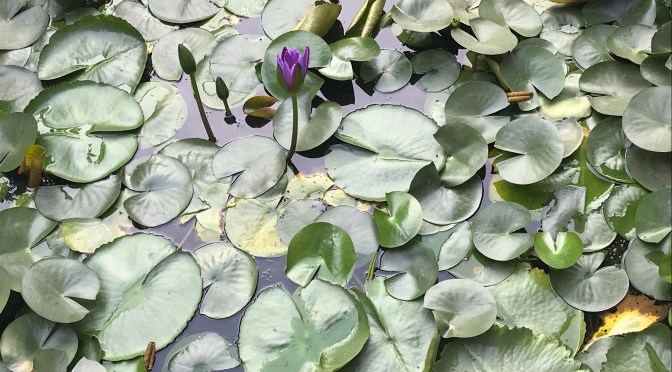 Searching for (Lotus) Roots: Village Visits