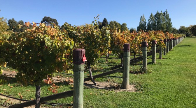 PANDEMIC DIARY FROM CHRISTCHURCH, NEW ZEALAND: WEEKS 20-22