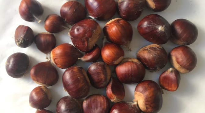 PANDEMIC DIARY, CHRISTCHURCH, NEW ZEALAND: WEEK 23